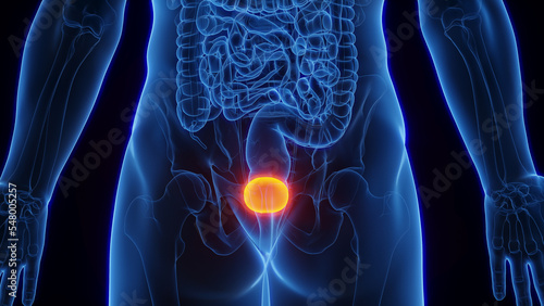 Canvastavla 3D Rendered Medical Illustration of Male Anatomy - The Urinary Bladder