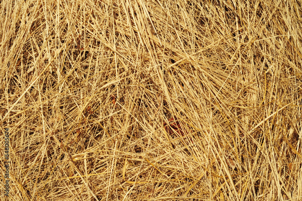 Hay texture background. Hay straw seamless texture with copy space. Hay texture background. Hay straw seamless texture with copy space.