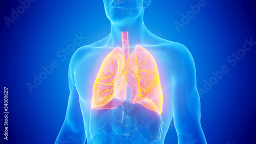 3D Rendered Medical Illustration of Male Anatomy - The Lungs