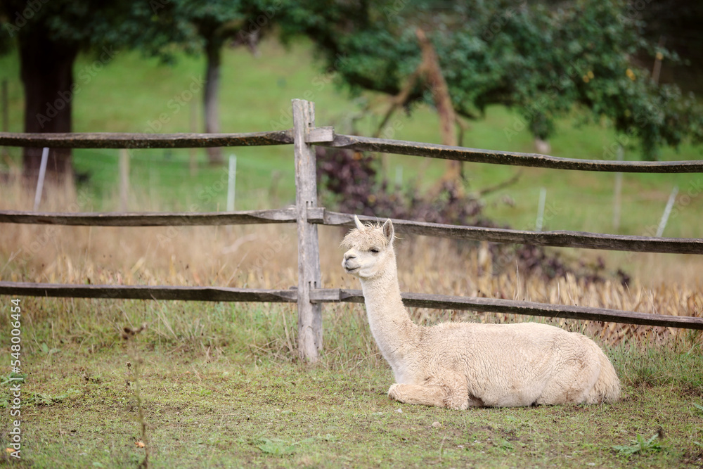 Cute alpaca with funny face relaxing in summer day. Domestic alpacas on pasture in natural eco farm, countryside background. Animal care and ecological farming concept