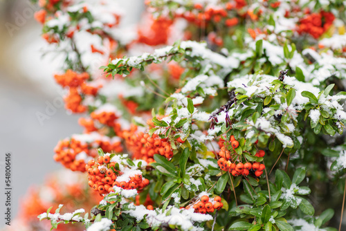 Red bunches of rowan covered with the first snow on green bush