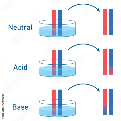 Acids cause blue litmus paper to turn red. Bases cause red litmus paper to turn  blue. Scientific vector illustration isolated on white background.