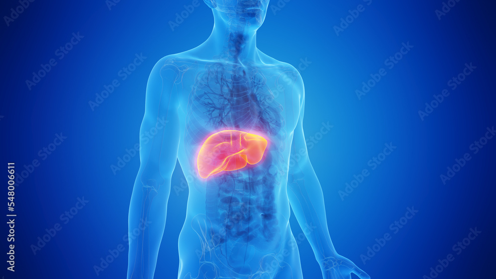 3D Rendered Medical Illustration of Male Anatomy - The Liver. 3D Rendered Medical Illustration of Male Anatomy - The Liver.