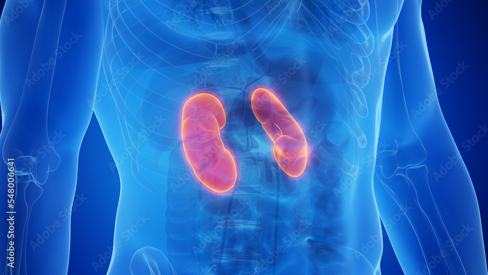 3D Rendered Medical Illustration of Male Anatomy - The Kidneys. 3D Rendered Medical Illustration of Male Anatomy - The Kidneys.
