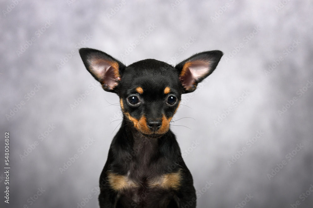 funny portrait of russkiy toy dog with big ears  in the studio