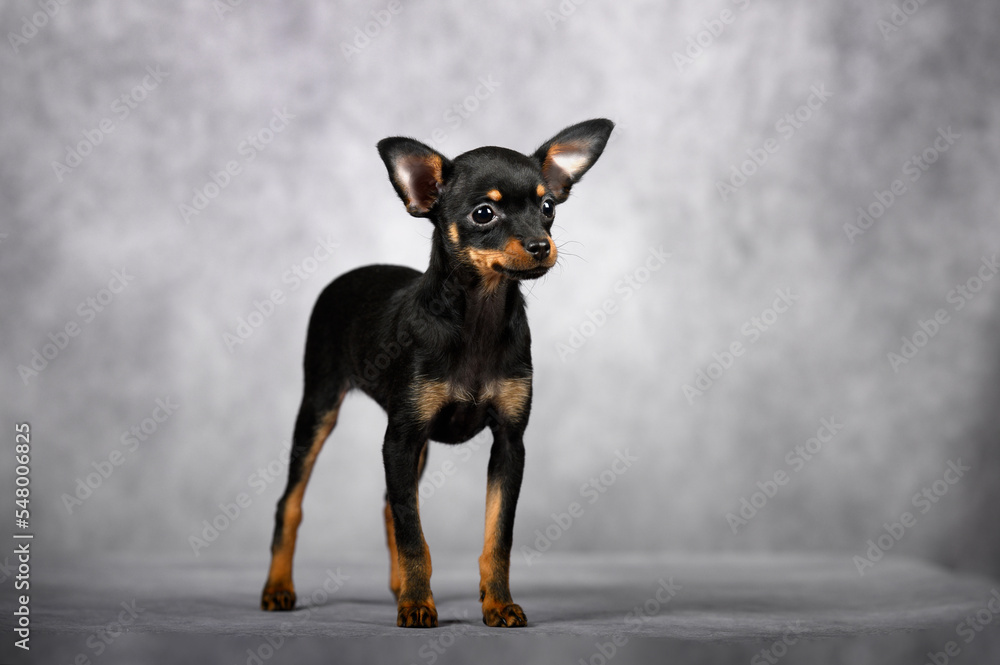 russkiy toy puppy standing on grey background, studio shot