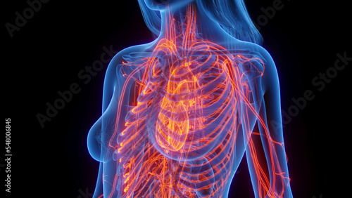 3D Rendered Medical Illustration of Female Anatomy - Cardiovascular System
