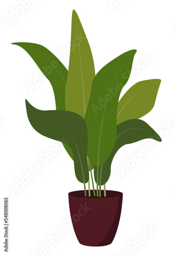 Home plant in flowerpot isolated on white background