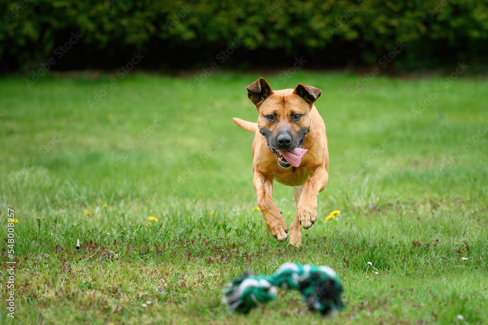 Happy running dog outdoors on green grass with tongue out playing and running while retrieving toy towards camera
