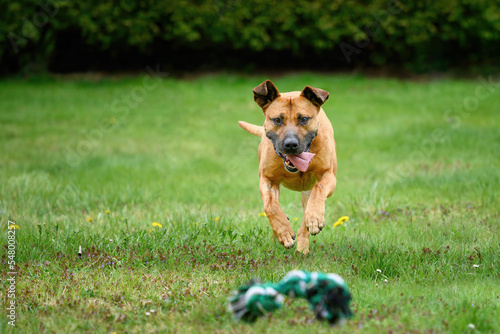 Fototapeta Naklejka Na Ścianę i Meble -  Happy running dog outdoors on green grass with tongue out playing and running while retrieving toy towards camera