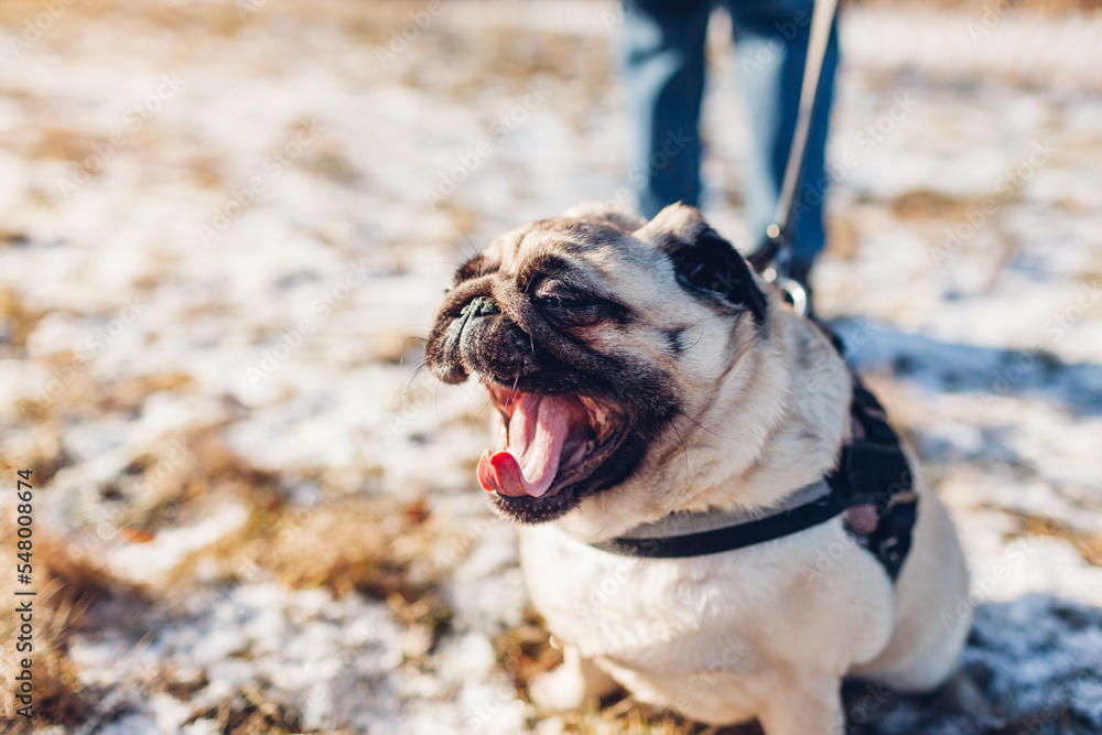 Obraz premium Close up of yawning pug dog in snowy winter park walking on leash. Portrait of pet's muzzle
