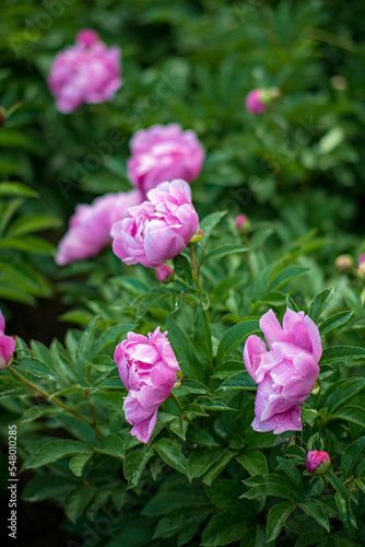 Wallpaper Mural Pink red sunny peony flowers in botanical garden Torontodigital.ca