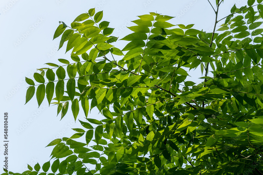 Obraz premium Green Staghorn Sumac Leaf Patterns In Summer