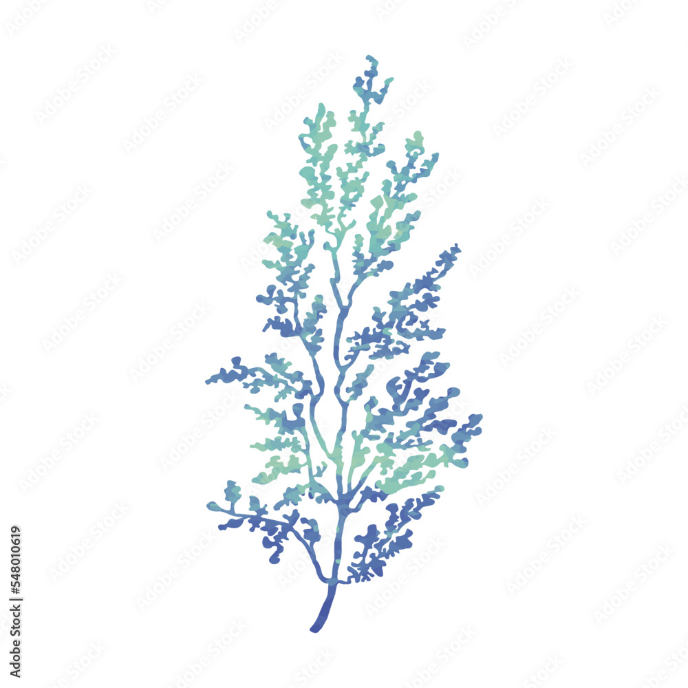 Vector Colorful Illustration of Herb Isolated on White Background