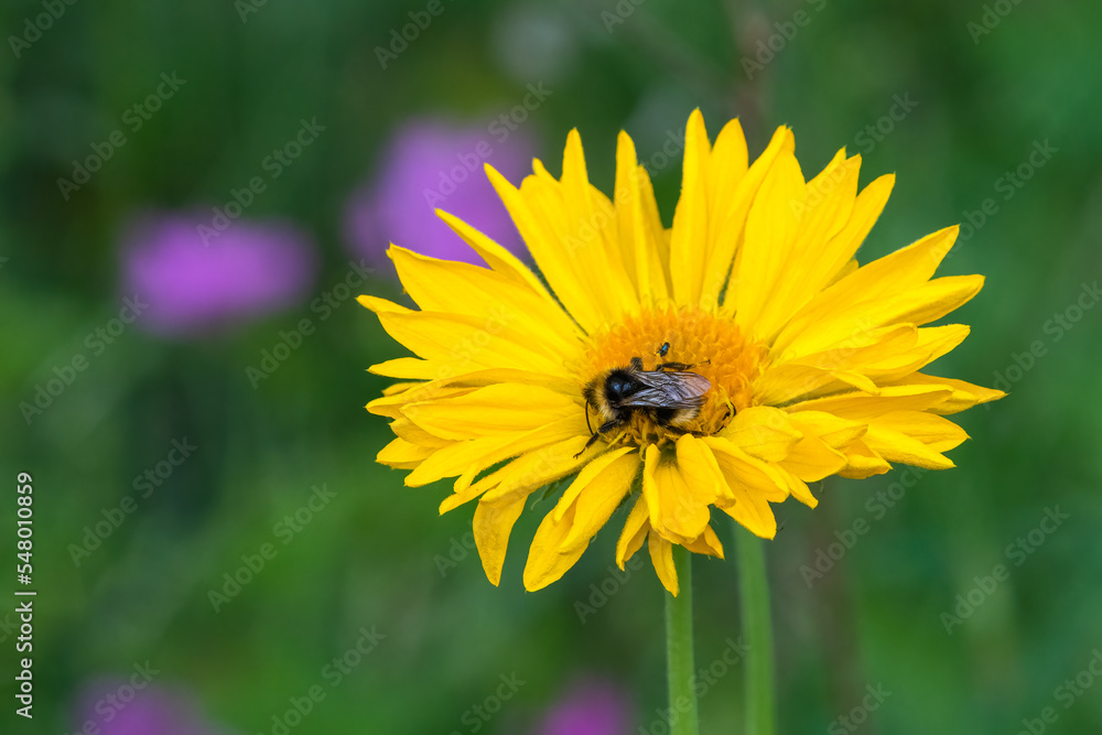 Bumblebee feeding on a yellow Gaillardia flower, Norfolk, UK Bumblebee feeding on a yellow Gaillardia flower, Norfolk, UK