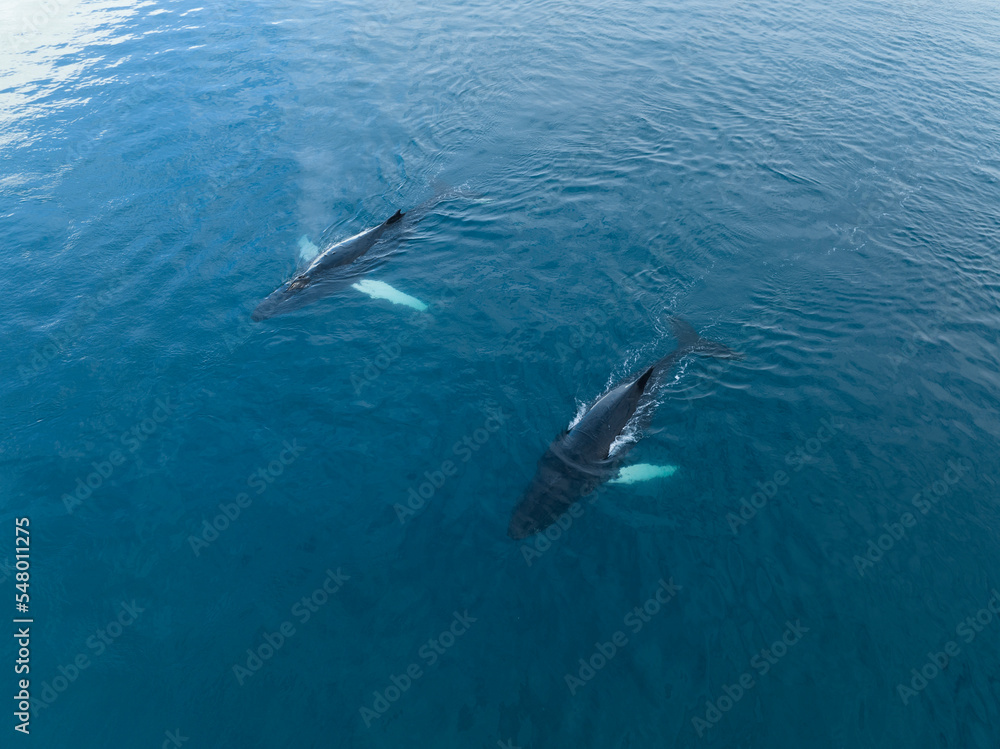 Fototapeta premium Humpback whales near icebergs from aerial view