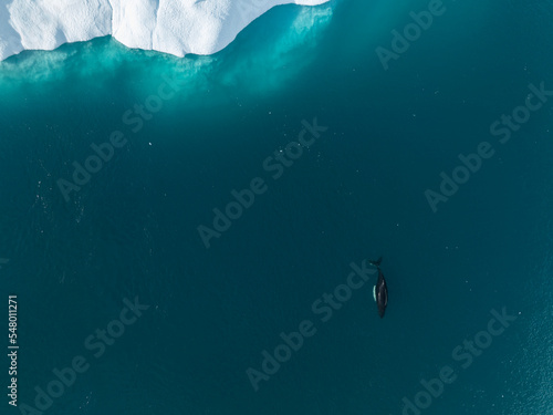 Humpback whales near icebergs from aerial view photo