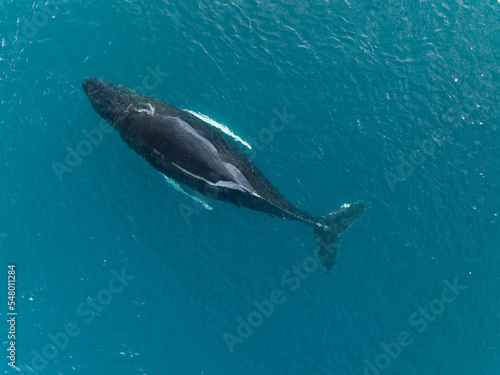 Humpback whales near icebergs from aerial view photo