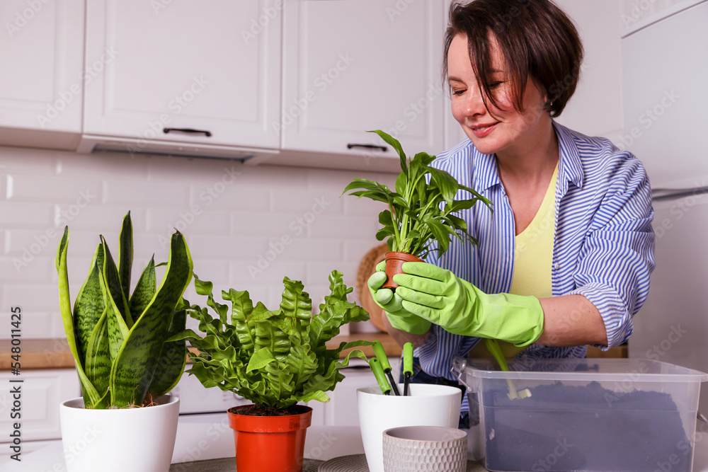 happy woman doing home plants at home happy woman doing home plants at home