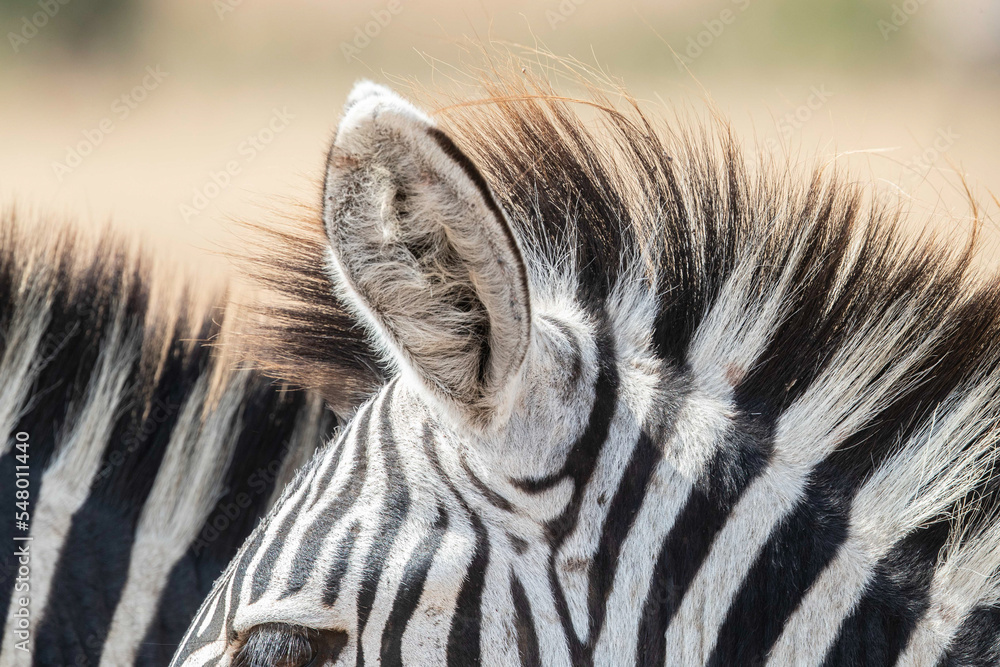 Fototapeta premium Zebra in the savannah of east Africa
