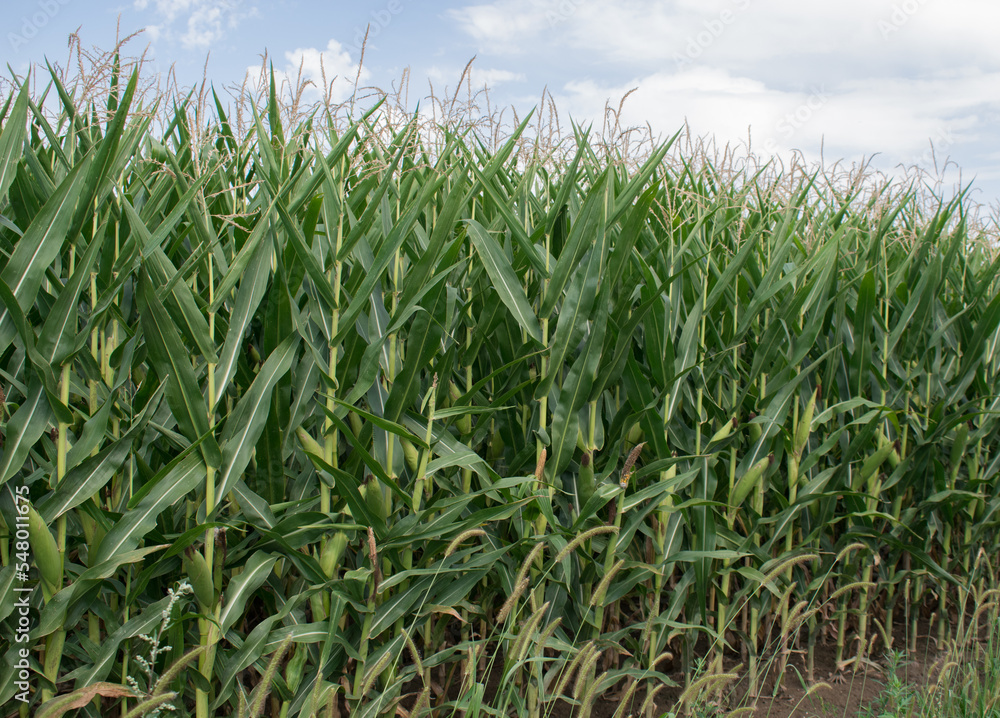 Corn in the fiel in a sunny day Corn in the fiel in a sunny day