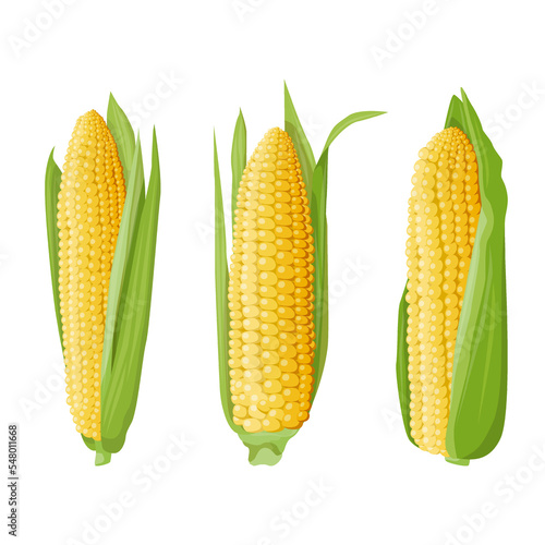 Bright juicy illustration of three different ears of corn with green leaves. Design element and food and agriculture theme.