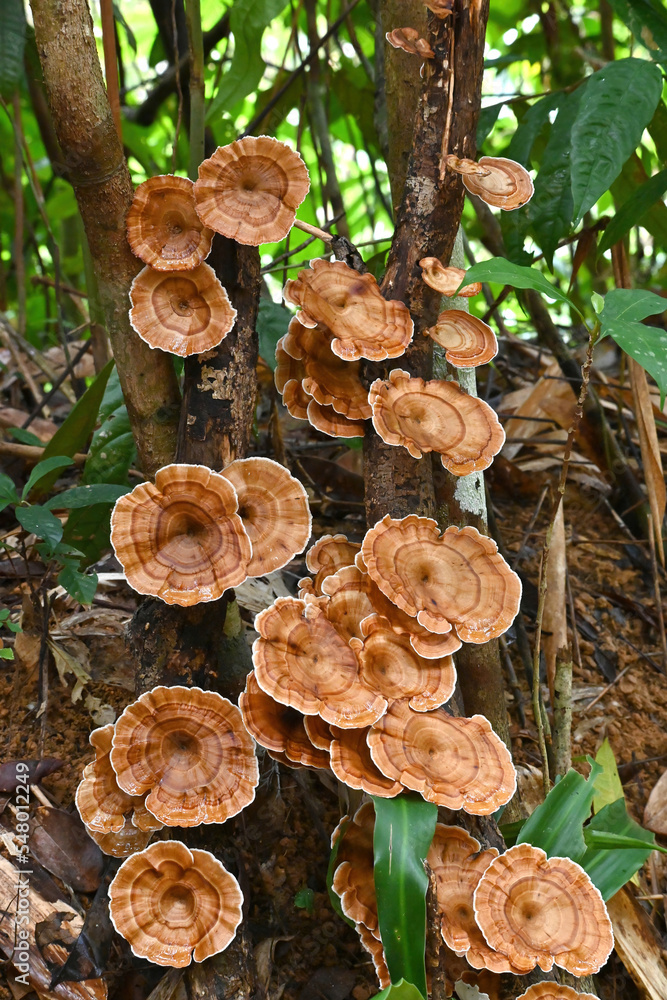The close-up beautiful rainforest wild mushrooms, Microporus Xanthopus, growing on the tree in national park, Phang Nga, Thailand. The close-up beautiful rainforest wild mushrooms, Microporus Xanthopus, growing on the tree in national park, Phang Nga, Thailand.