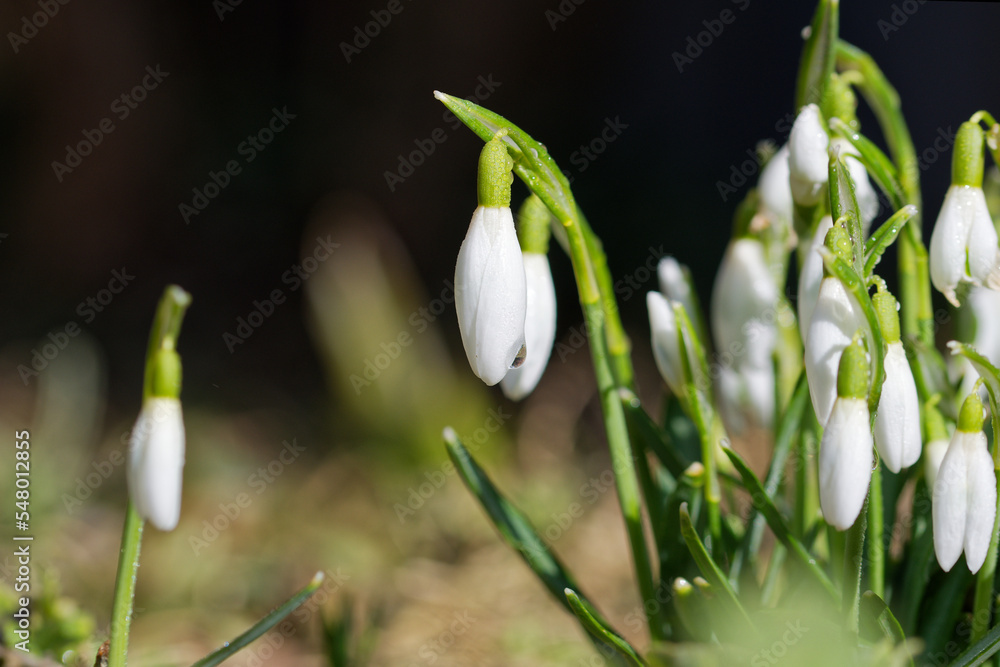 Wonderful spring flowers in the garden. Wonderful spring flowers in the garden.