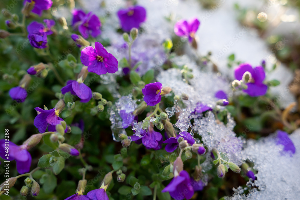 Erster Schnee, Blumen im Schnee, Eis und Schnee Erster Schnee, Blumen im Schnee, Eis und Schnee