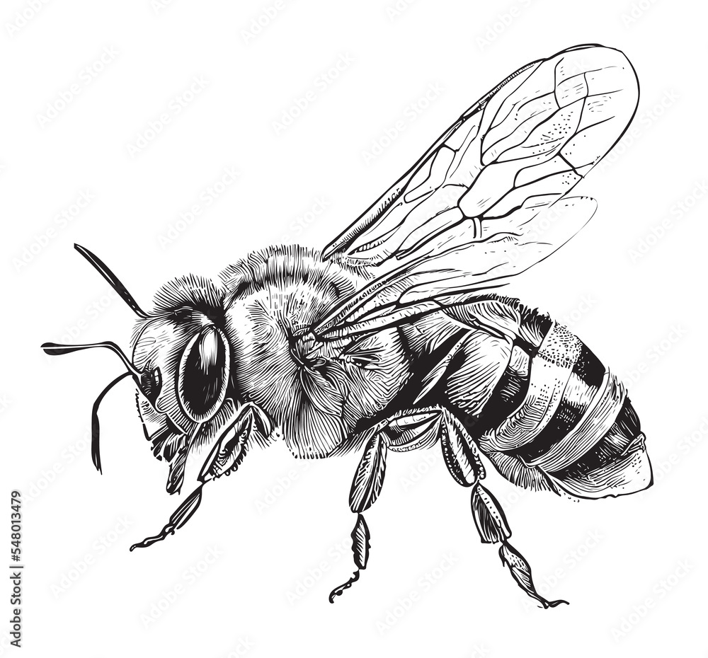 bee sitting hand drawn sketch insects vector illustration - obrazy, fototapety, plakaty 