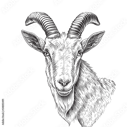 Farm goat portrait hand drawn sketch Farm cattle Vector illustration.