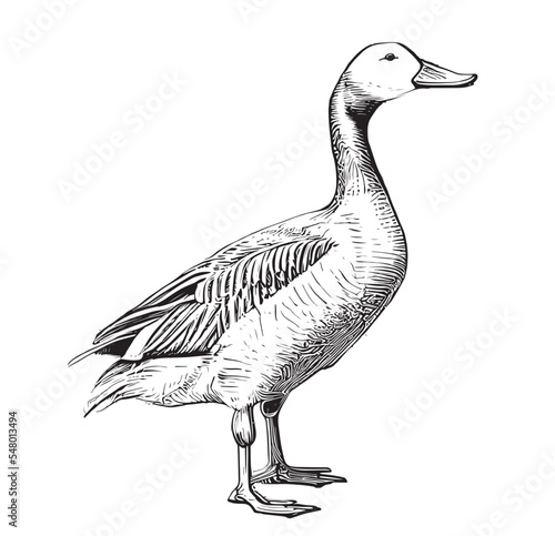 Goose farm hand drawn sketch Poultry Vector illustration.