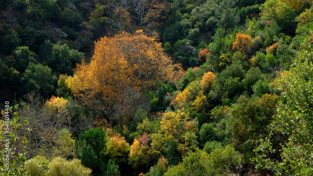 Autumn landscape in the forest. Colorful nature in fall