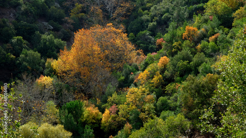 Autumn landscape in the forest. Colorful nature in fall © Yasemir