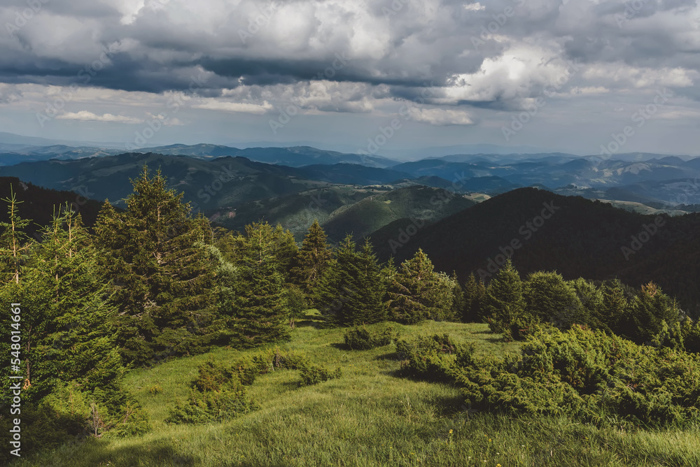Obraz premium Mountain landscape in National park Kopaonik, nature reserve in Serbia. Panoramic view of green hills, wooded slopes and dense coniferous forest under blue cloudy sky.