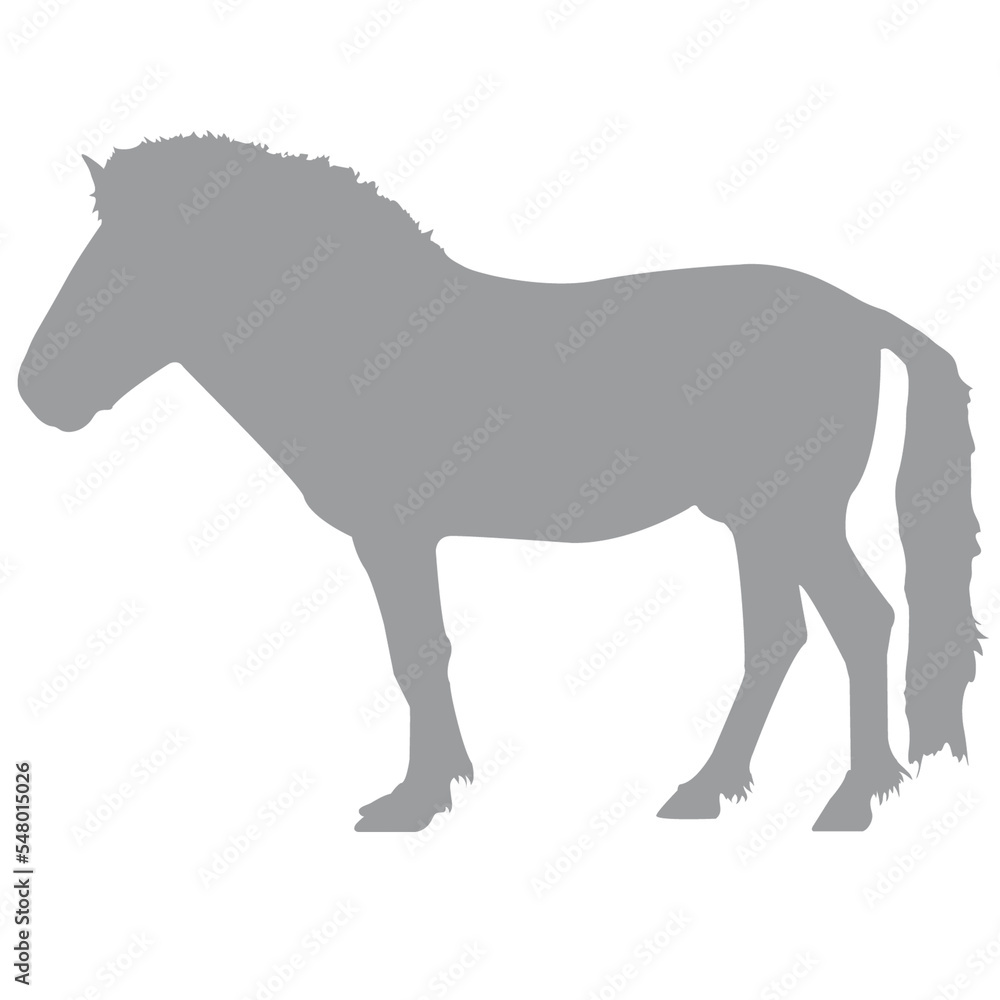Pferd Pferd