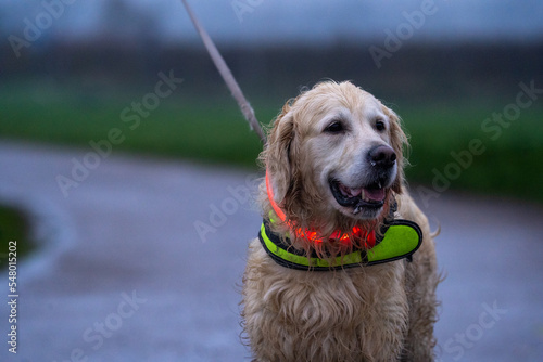 golden retriever dog on a dark night with led lights and a fluo harnass for safety (optimal visibility)	