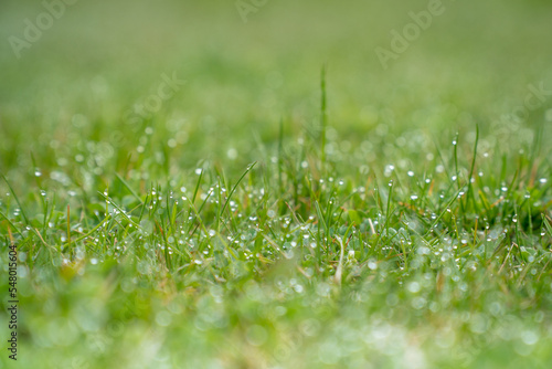 a green lawn covered with dew
