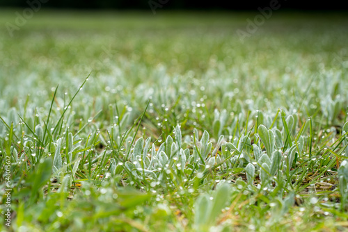 Green lawn covered with dew