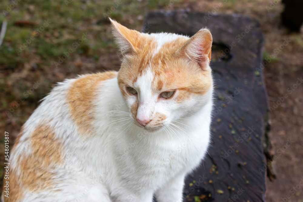 Fototapeta premium Gato amarillo y blanco