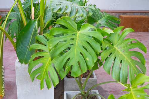 Monstera Deliciosa Tropical Leaf or Swiss cheese plant in garden,trendy decoration plants.