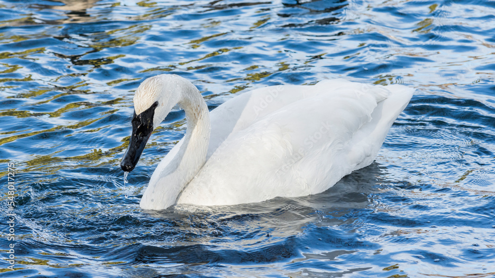 Naklejka premium Adult trumpeter swan (Cygnus Buccinator) in Lake Ontario, Canada