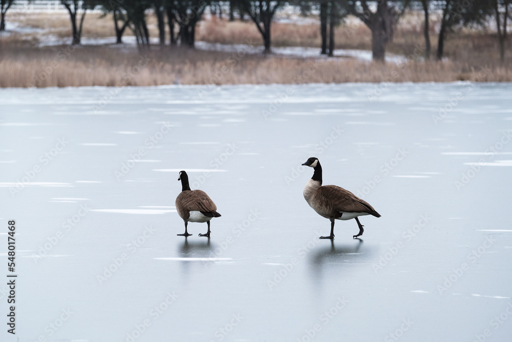 Fototapeta premium Canada goose pair walking on ice during freezing temperatures of winter weather in Texas.