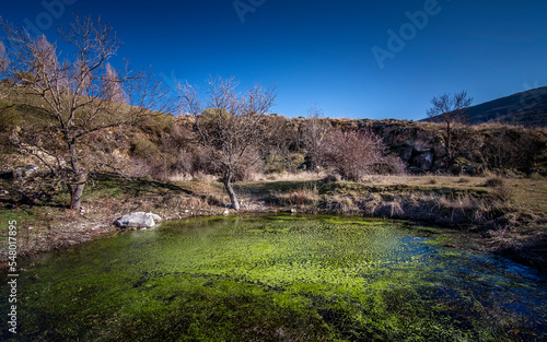 Green pond and blue sky photo