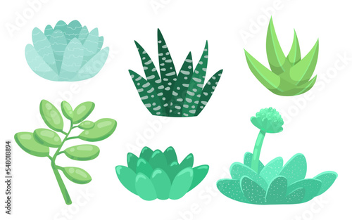 Succulent plants vector illustrations set. Pastel succulents of different types on white background. Plant, succulent concept