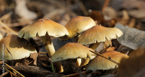 Mushrooms in the wild forest