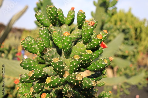 View on a cactus in the Garden of Cactus on the island of Lanzarote in the Canary Islands