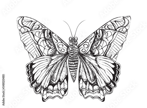 Beautiful butterfly hand drawn sketch Insects Vector illustration.