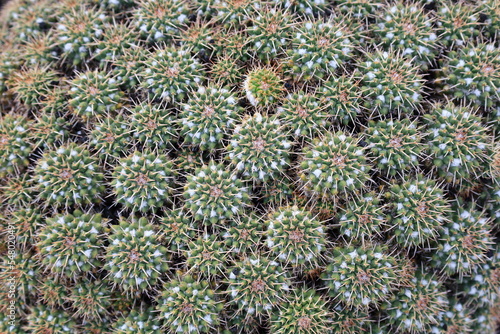 View on a cactus in the Garden of Cactus on the island of Lanzarote in the Canary Islands