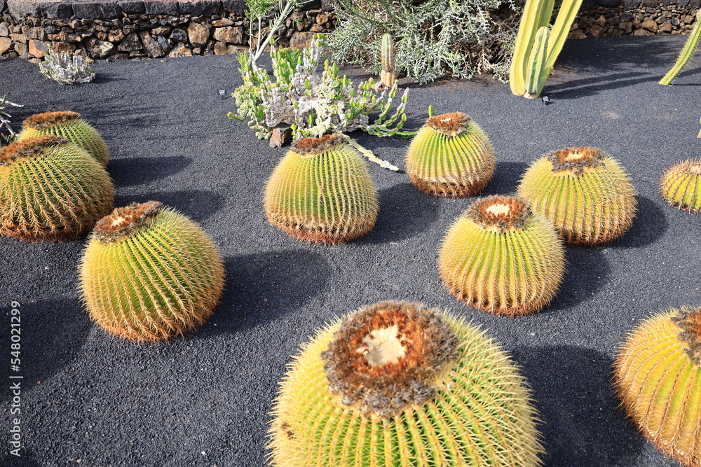 View on a cactus in the Garden of Cactus on the island of Lanzarote in the Canary Islands View on a cactus in the Garden of Cactus on the island of Lanzarote in the Canary Islands